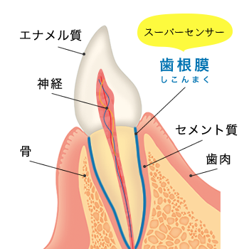 審美歯科